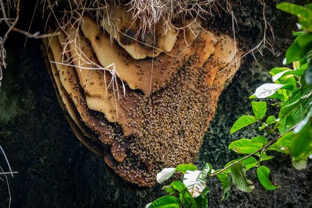 Bee Hive